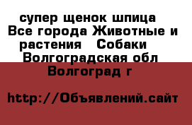 супер щенок шпица - Все города Животные и растения » Собаки   . Волгоградская обл.,Волгоград г.